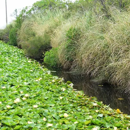 Oceanica 1 فيغيورا دا فوز