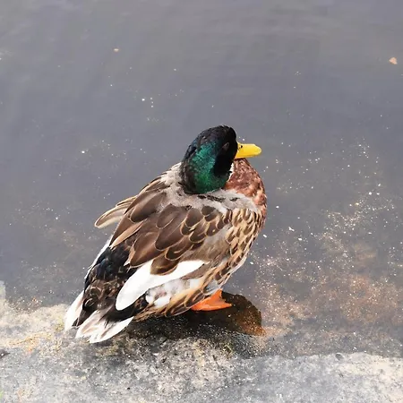 Oceanica 1 فيغيورا دا فوز