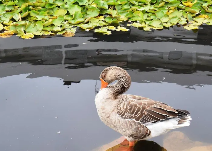 Oceanica 1 * Figueira da Foz