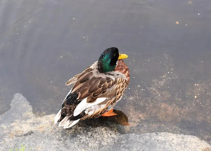 Oceanica 1 Figueira da Foz